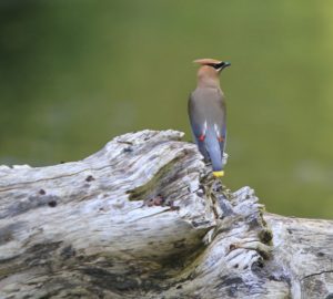 Cedar Waxwing Bird on a Wood Stump