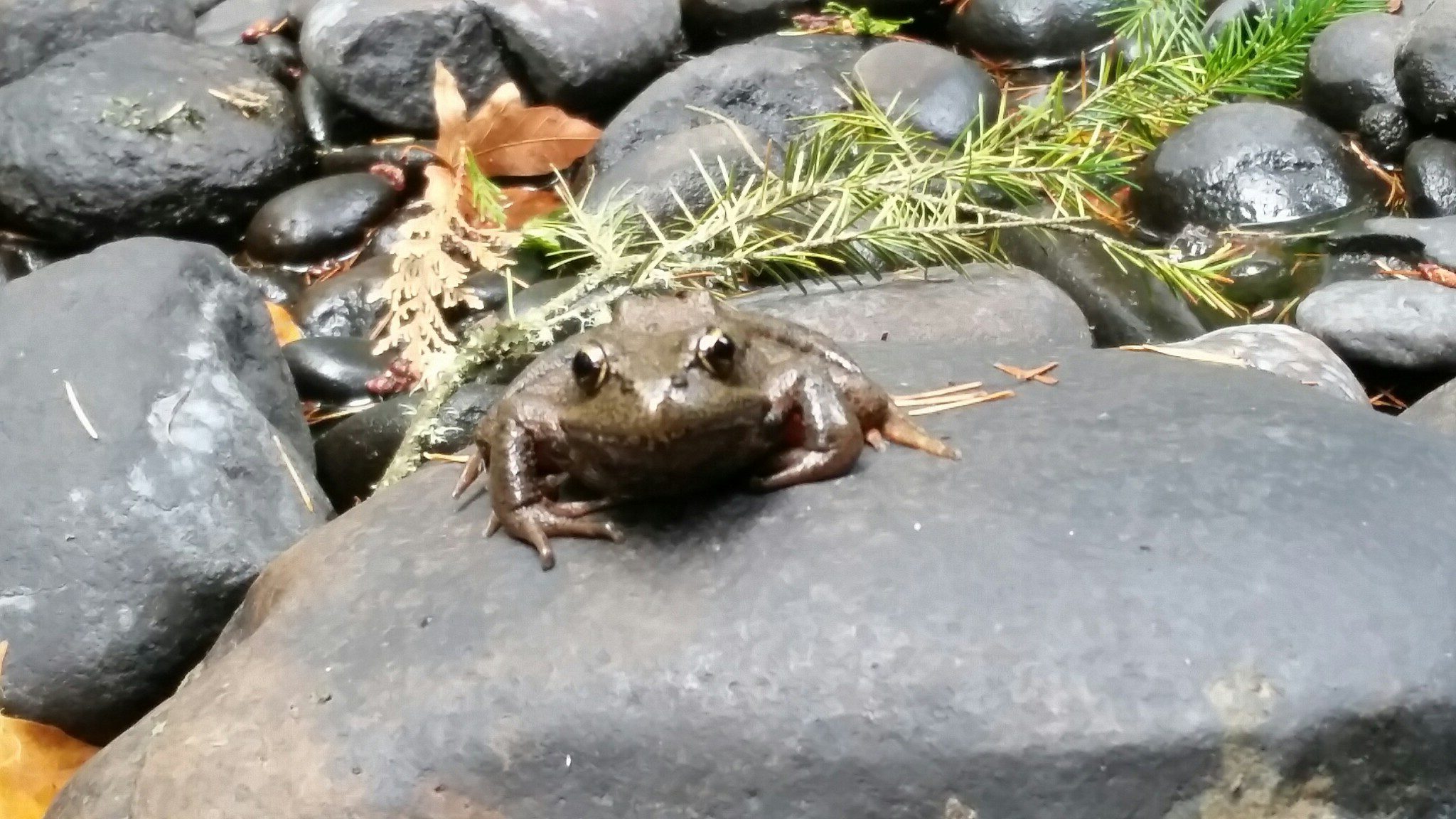 Frog on a rock closeup