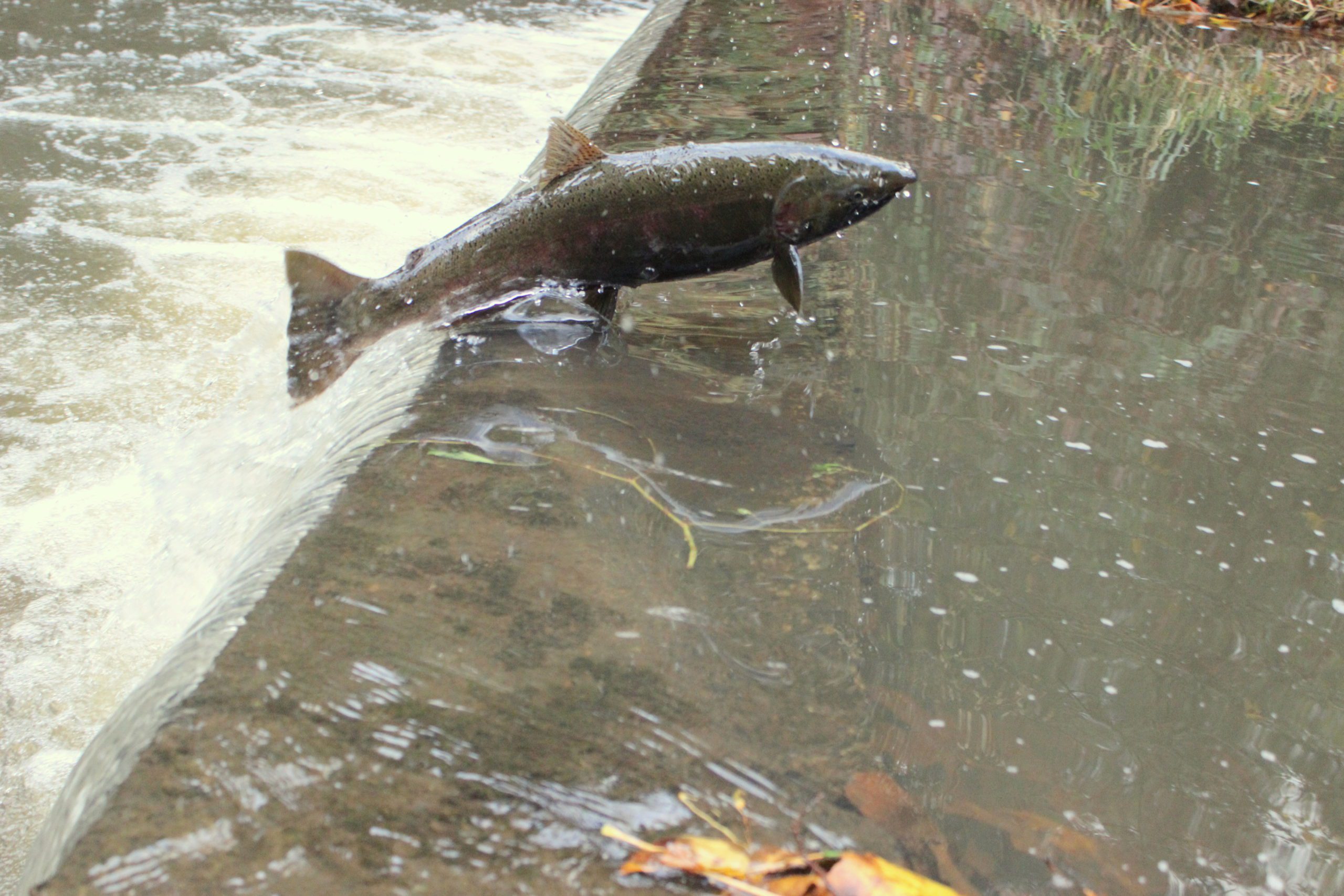 Fishing for fish and salamanders at Hornings Hideout near Portland Oregon