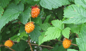 Salmonberry