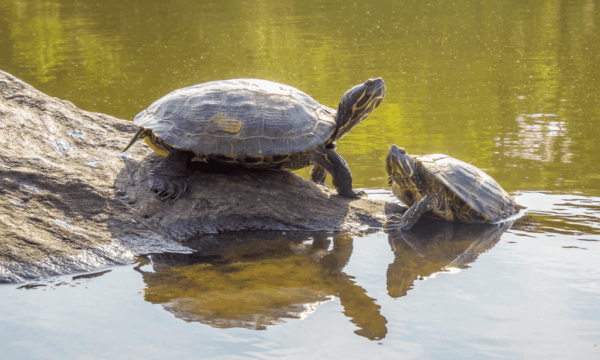 Western painted turtle