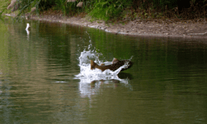 salmon jumping in river