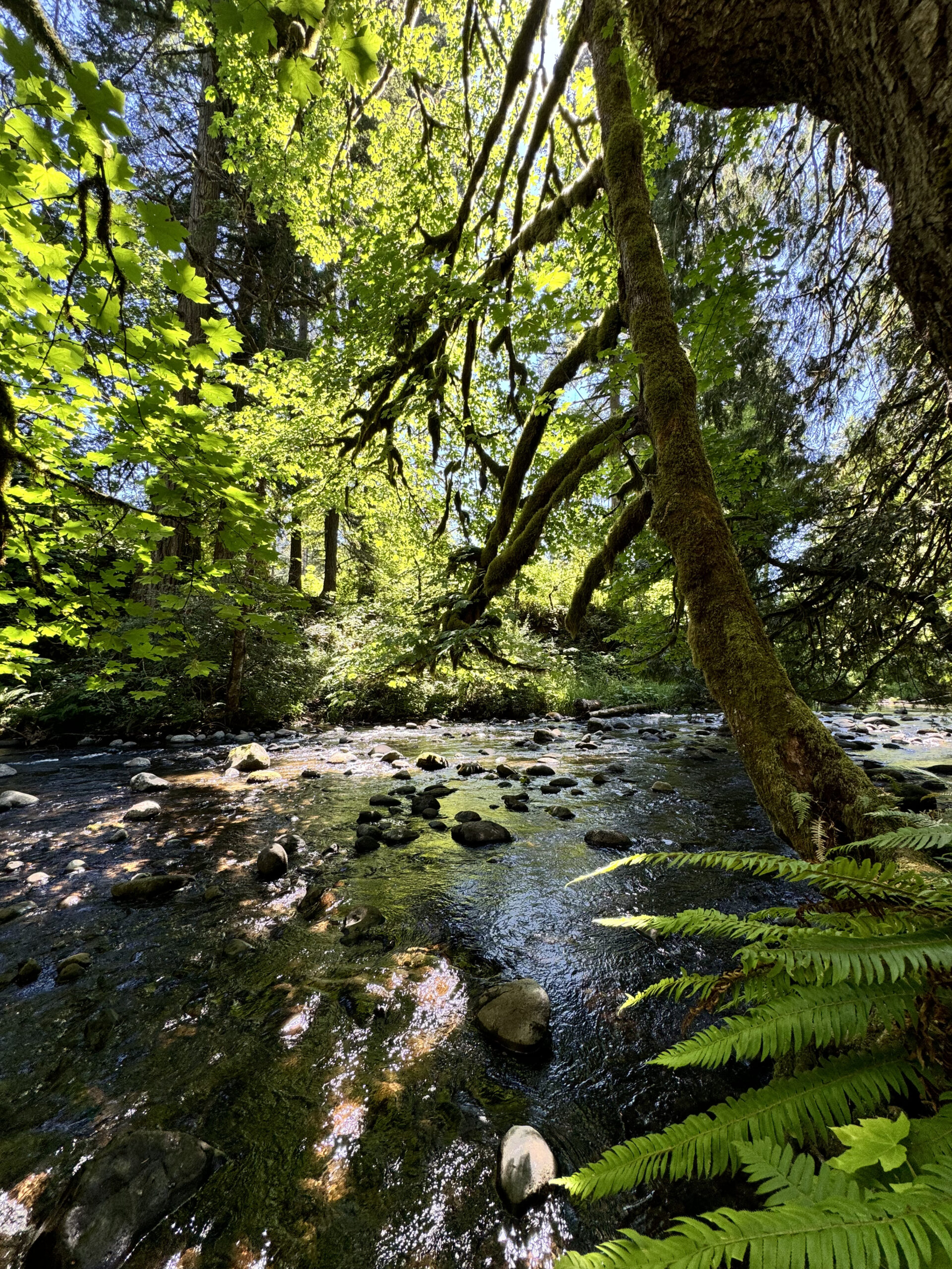 A Healthy, Fun Day Exploring Estacada Lake with Kids